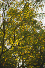 Close up of the Vegetation in 