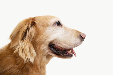 portrait of golden retriever