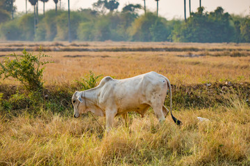 Snapshot of an ox that eating food at the rice field