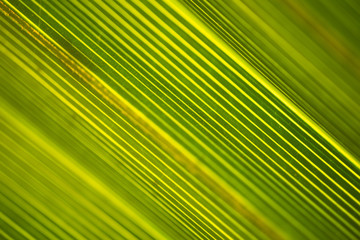 Interesting Macro Close up Photography of Palm Leaf Texture