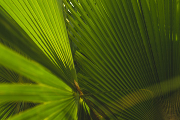 Fototapeta premium Interesting Photograph of Palms Growing, taken in Los Cabos, Mexico