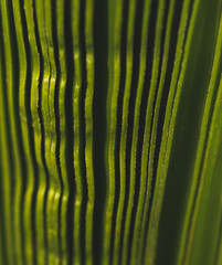 Macro Close up of a Palm Leaf Growing