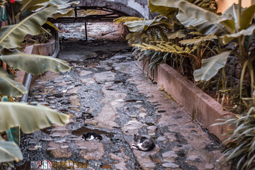 Obraz premium FUNCHAL, MADEIRA, PORTUGAL