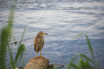 The estuary of San José, is the most important natural space in town,  more than 200 species of animals (70% birds)  can be found here in this quiet peaceful place 