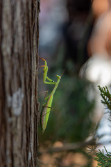 Macro of a Praying Mantis on a Tree