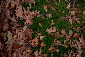 Brown Leaves with Green Grass