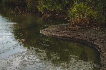 Estuary Close up,  Wet Land