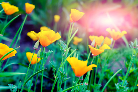 Stunning buttercup yellow flowers of Eschscholzia californica (Californian poppy,golden poppy, California sunlight, cup of gold) a species of flowering plant in family Papaveraceae.