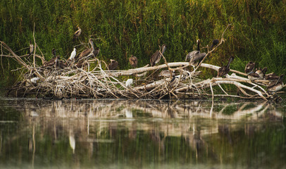 The estuary of San José, is the most important natural space in town,  more than 200 species of animals (70% birds)  can be found here in this quiet peaceful place 