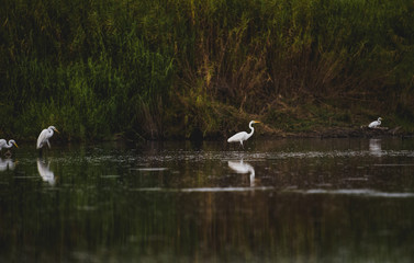 The estuary of San José, is the most important natural space in town,  more than 200 species of animals (70% birds)  can be found here in this quiet peaceful place 