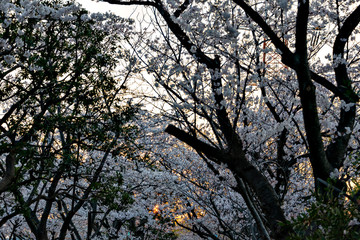 Full blooming of cherry blossom in Japan