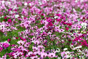 full blooming of pink cosmos