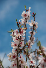 Mandelblüte auf spanischer Insel Mallorca im Frühling