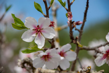 Mandelblüte auf spanischer Insel Mallorca im Frühling