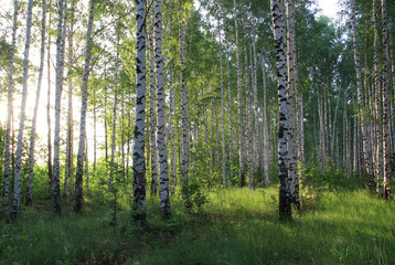A birch grove of slender young birches is illuminated by the morning rays of the summer sun