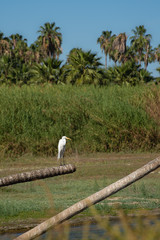 The estuary of San José, is the most important natural space in town,  more than 200 species of...