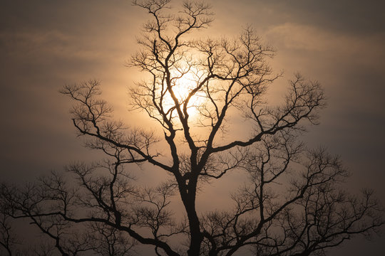 裸木と朝日 © Yusuke Kawakami