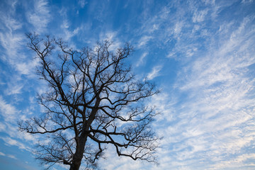 Fototapeta na wymiar 冬雲と裸木