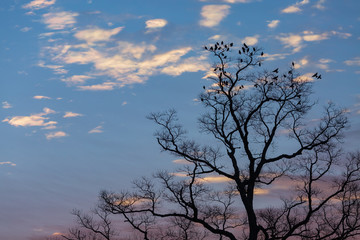 裸木に留まる野鳥の群れと朝焼けの風景