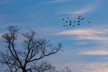 止り木に向かって飛ぶ野鳥の群れ