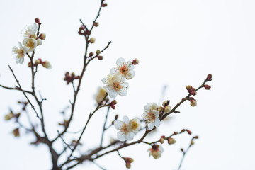 白梅の花