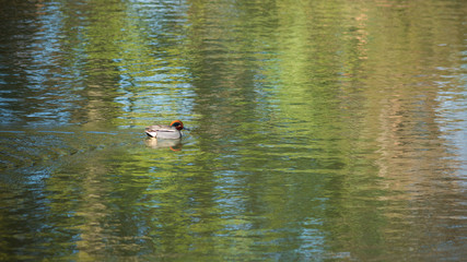 池を泳ぐ雄の小鴨