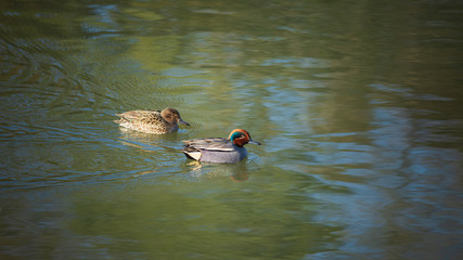遊泳する小鴨のカップル