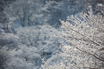 煌めく降雪