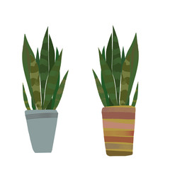 サンスベリア　トラノオ　虎の尾  観葉植物　C