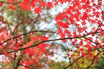 한국의 아름다운 가을 단풍