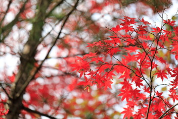 한국의 아름다운 가을 단풍
