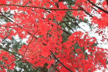 한국의 아름다운 가을 단풍