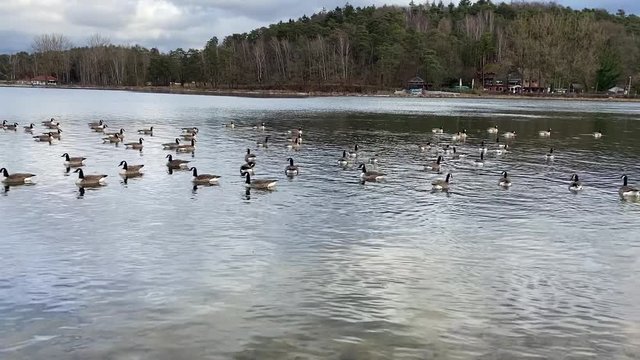 Seltene Kanadag&auml;nse treffen sich nach dem &Uuml;berwintern auf einem See in Bayern zum Weiterflug nach S&uuml;deuropa
