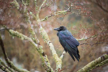 枝に留まる嘴太鴉と雨