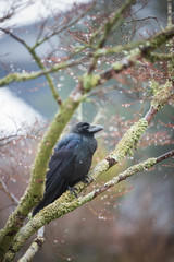 枝に留まる嘴太鴉と雨