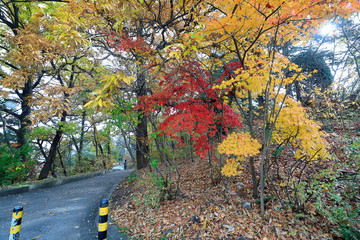 한국의 아름다운 가을 단풍