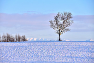 Birch in the snowy field