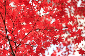한국의 아름다운 가을 단풍
