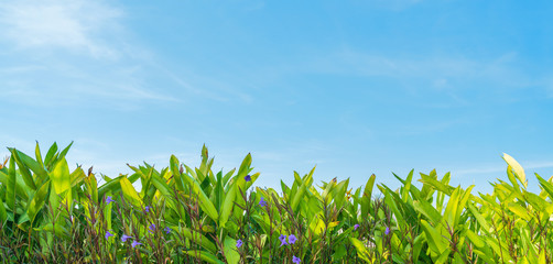 Green decorative phrynium leaves on blue sky background at sunny spring day