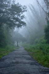 Misty morning in  jungle
