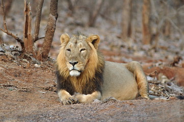 Obraz na płótnie Canvas Male Asiatic lion, Panthera leo persica. The only place in the wild where this species is found is in the Gir Forest of Gujarat, India.