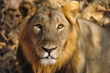 Fototapeta na wymiar Male Asiatic lion, Panthera leo persica. The only place in the wild where this species is found is in the Gir Forest of Gujarat, India.