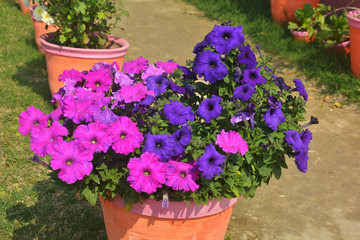 Close up of some different colored beautiful Pentunia flowers, nightshade family (Solanaceae) growing in an earthen top in open garden, selective focusing