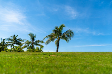Palm tree and green grass field with blue sky