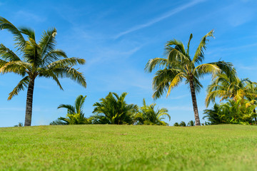 Fototapeta na wymiar Palm tree and green grass field with blue sky