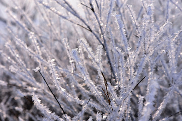 Rime on the tree.