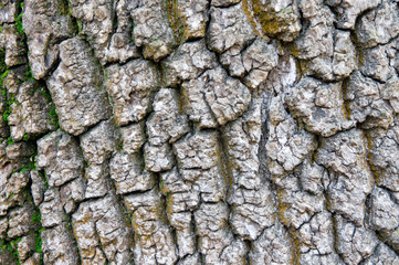 A rough texture of the bark of an old tree. Background for nature.