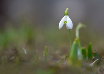 Snowdrop or common snowdrop (Galanthus nivalis) flowers