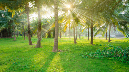 Green trees in city park and sunlight