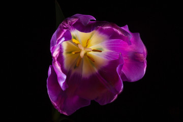 Sex Organs of the Purple Tulip - On Black